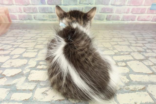 岩手県のラガマフィン (Coo&RIKU岩手盛岡店/2025年10月22日生まれ/男の子/ブラウンタビーホワイト)の子猫の4枚目の画像