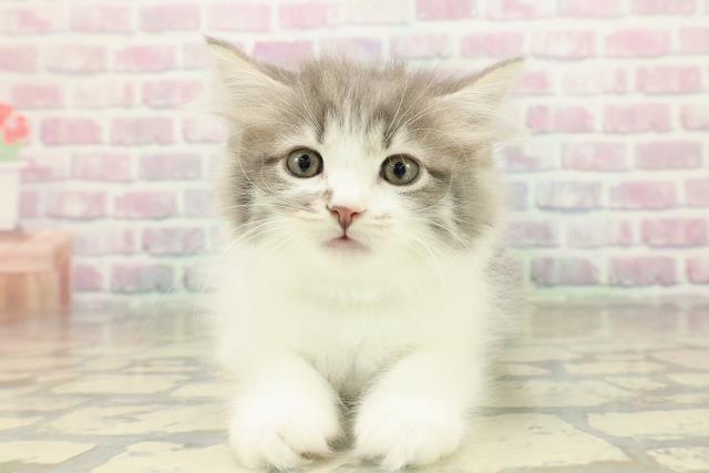 北海道のラガマフィン (Coo&RIKU函館店/2025年10月22日生まれ/男の子/ブルータビーホワイト)の子猫の1枚目の画像