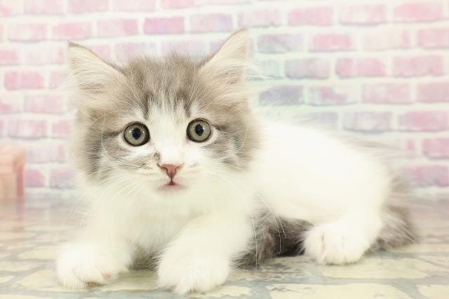 北海道のラガマフィン (Coo&RIKU函館店/2025年10月22日生まれ/男の子/ブルータビーホワイト)の子猫の2枚目の画像