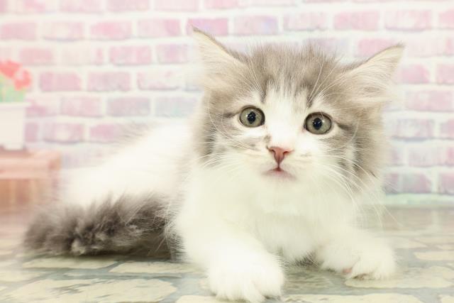 北海道のラガマフィン (Coo&RIKU函館店/2025年10月22日生まれ/男の子/ブルータビーホワイト)の子猫の3枚目の画像