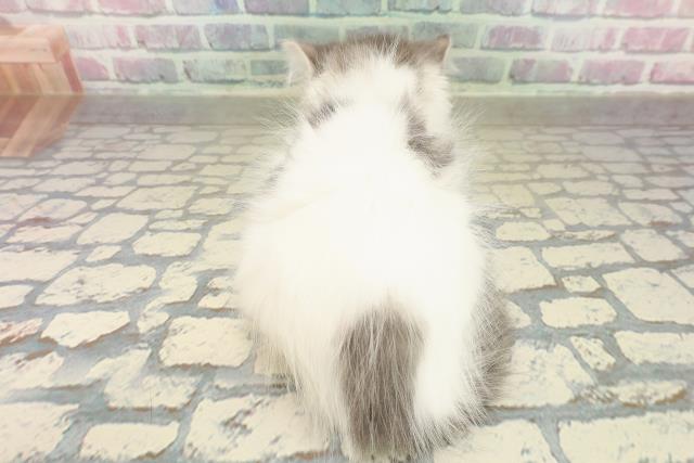 北海道のラガマフィン (Coo&RIKU函館店/2025年10月22日生まれ/男の子/ブルータビーホワイト)の子猫の4枚目の画像