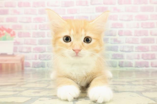 北海道のラガマフィン (Coo&RIKU苫小牧店/2025年10月22日生まれ/男の子/レッドタビーホワイト)の子猫の1枚目の画像