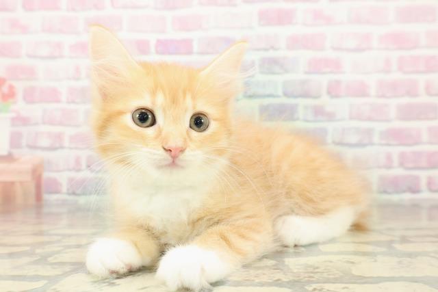 北海道のラガマフィン (Coo&RIKU苫小牧店/2025年10月22日生まれ/男の子/レッドタビーホワイト)の子猫の2枚目の画像