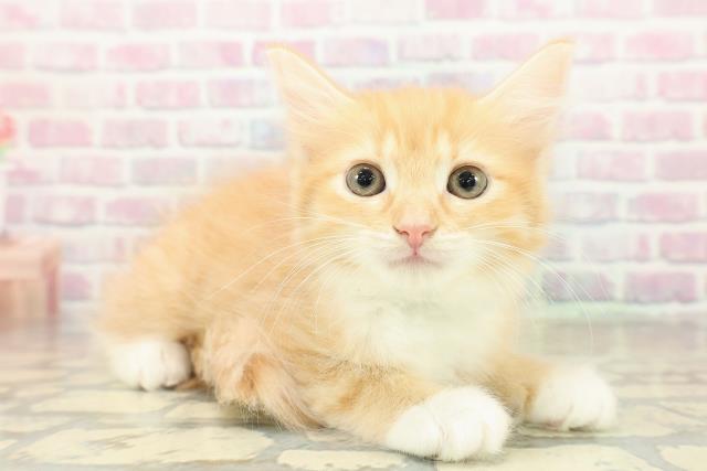 北海道のラガマフィン (Coo&RIKU苫小牧店/2025年10月22日生まれ/男の子/レッドタビーホワイト)の子猫の3枚目の画像