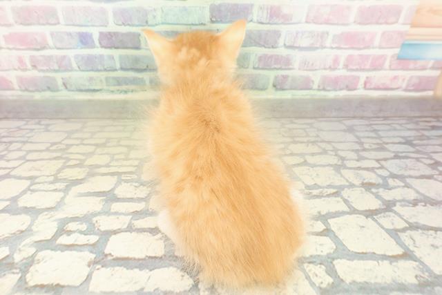 北海道のラガマフィン (Coo&RIKU苫小牧店/2025年10月22日生まれ/男の子/レッドタビーホワイト)の子猫の4枚目の画像