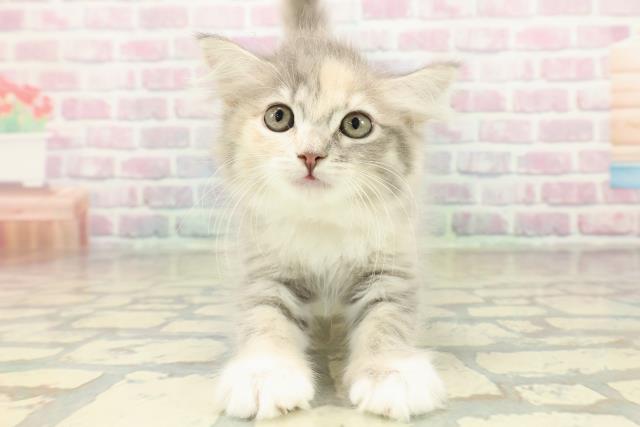 北海道のラガマフィン (Coo&RIKU札幌西店/2025年10月22日生まれ/女の子/ブルーパッチドタビーホワイト)の子猫の1枚目の画像