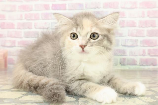 北海道のラガマフィン (Coo&RIKU札幌西店/2025年10月22日生まれ/女の子/ブルーパッチドタビーホワイト)の子猫の3枚目の画像