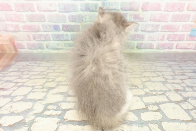 北海道のラガマフィン (Coo&RIKU札幌西店/2025年10月22日生まれ/女の子/ブルーパッチドタビーホワイト)の子猫の4枚目の画像