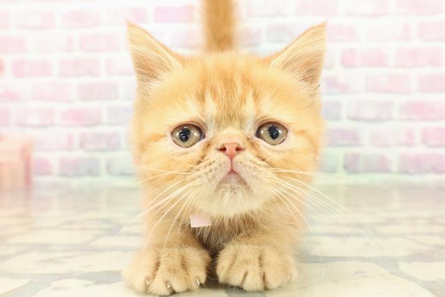 福島県のエキゾチック (Coo&RIKU福島店/2025年10月25日生まれ/女の子/レッドタビー)の子猫の1枚目の画像