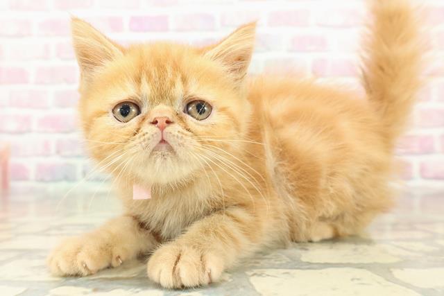 福島県のエキゾチック (Coo&RIKU福島店/2025年10月25日生まれ/女の子/レッドタビー)の子猫の2枚目の画像