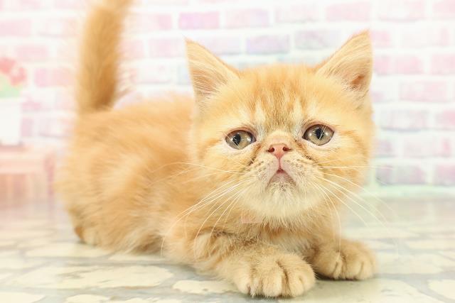 福島県のエキゾチック (Coo&RIKU福島店/2025年10月25日生まれ/女の子/レッドタビー)の子猫の3枚目の画像