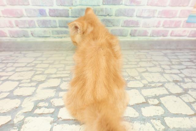 福島県のエキゾチック (Coo&RIKU福島店/2025年10月25日生まれ/女の子/レッドタビー)の子猫の4枚目の画像