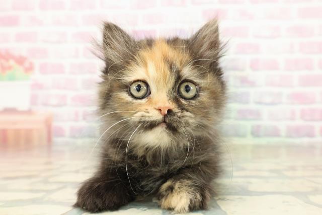 山形県のエキゾチック (Coo&RIKU山形店/2025年10月25日生まれ/女の子/トーティーシェル)の子猫の1枚目の画像