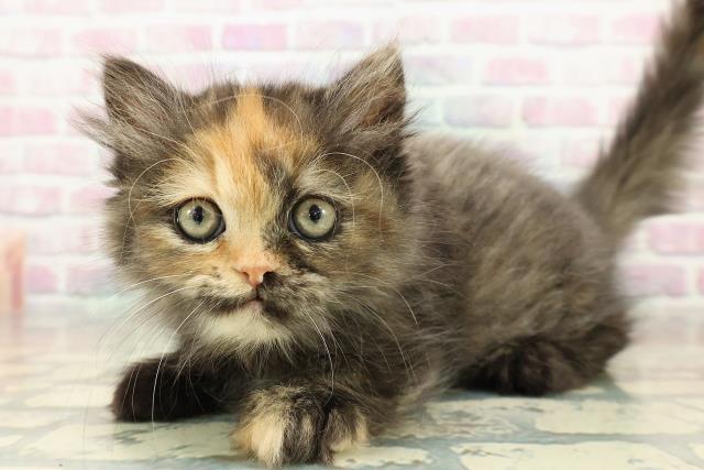 山形県のエキゾチック (Coo&RIKU山形店/2025年10月25日生まれ/女の子/トーティーシェル)の子猫の2枚目の画像