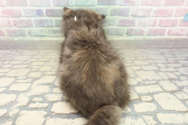 山形県のエキゾチック (Coo&RIKU山形店/2025年10月25日生まれ/女の子/トーティーシェル)の子猫の4枚目の画像