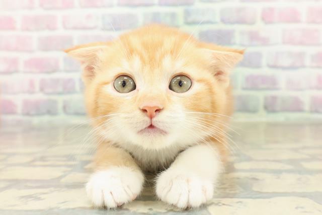 スコティッシュフォールド