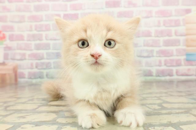 福島県のスコティッシュフォールド (Coo&RIKU会津若松店/2025年10月26日生まれ/男の子/クリームタビー)の子猫の1枚目の画像