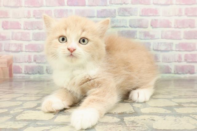 福島県のスコティッシュフォールド (Coo&RIKU会津若松店/2025年10月26日生まれ/男の子/クリームタビー)の子猫の2枚目の画像