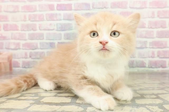 福島県のスコティッシュフォールド (Coo&RIKU会津若松店/2025年10月26日生まれ/男の子/クリームタビー)の子猫の3枚目の画像