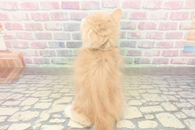 福島県のスコティッシュフォールド (Coo&RIKU会津若松店/2025年10月26日生まれ/男の子/クリームタビー)の子猫の4枚目の画像