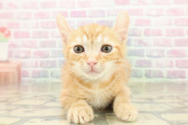 アメリカンカール