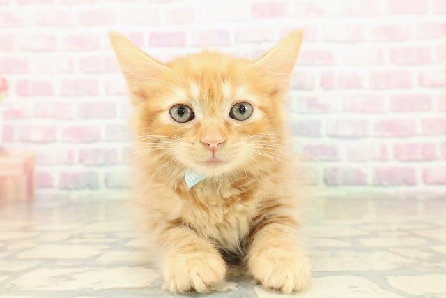 茨城県のアメリカンカール (Coo&RIKU日立店/2025年10月27日生まれ/男の子/レッドタビー)の子猫の1枚目の画像