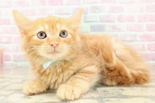 茨城県のアメリカンカール (Coo&RIKU日立店/2025年10月27日生まれ/男の子/レッドタビー)の子猫の2枚目の画像