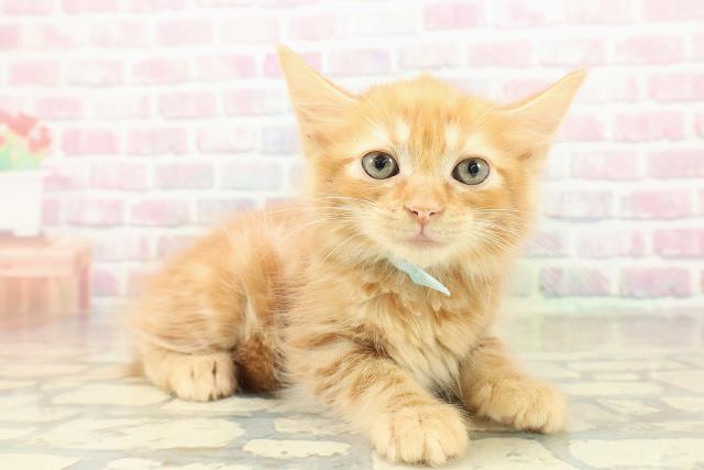 茨城県のアメリカンカール (Coo&RIKU日立店/2025年10月27日生まれ/男の子/レッドタビー)の子猫の3枚目の画像