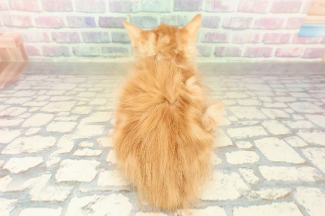 茨城県のアメリカンカール (Coo&RIKU日立店/2025年10月27日生まれ/男の子/レッドタビー)の子猫の4枚目の画像