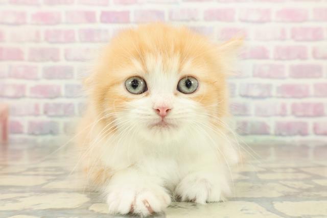 秋田県のラガマフィン (Coo&RIKU秋田店/2025年10月27日生まれ/男の子/レッドタビーホワイト)の子猫の1枚目の画像