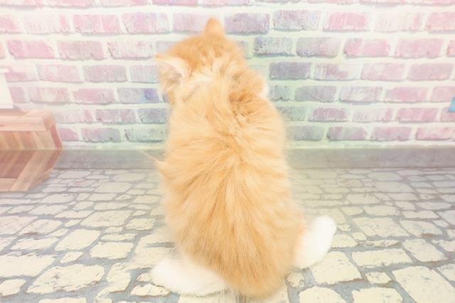 秋田県のラガマフィン (Coo&RIKU秋田店/2025年10月27日生まれ/男の子/レッドタビーホワイト)の子猫の4枚目の画像