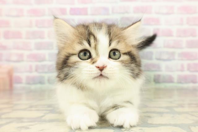 石川県のラガマフィン (Coo&RIKUイオン野々市南店/2025年10月27日生まれ/男の子/ブラウンタビーホワイト)の子猫の1枚目の画像