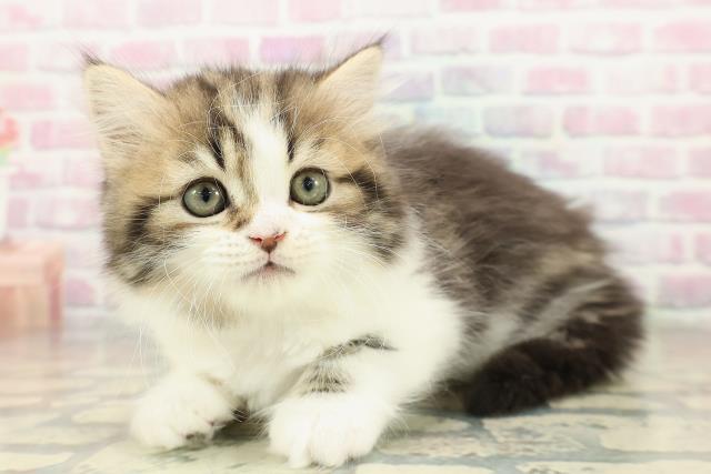 石川県のラガマフィン (Coo&RIKUイオン野々市南店/2025年10月27日生まれ/男の子/ブラウンタビーホワイト)の子猫の2枚目の画像