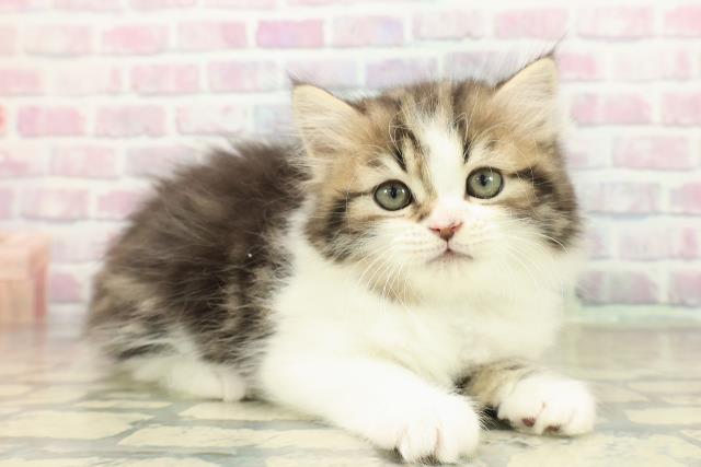 石川県のラガマフィン (Coo&RIKUイオン野々市南店/2025年10月27日生まれ/男の子/ブラウンタビーホワイト)の子猫の3枚目の画像