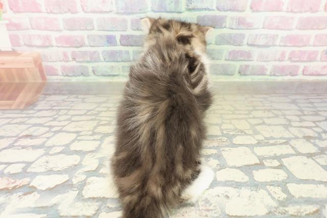 石川県のラガマフィン (Coo&RIKUイオン野々市南店/2025年10月27日生まれ/男の子/ブラウンタビーホワイト)の子猫の4枚目の画像