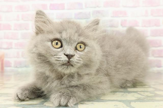 新潟県のブリティッシュロングヘアー (Coo&RIKU上越店/2025年10月5日生まれ/女の子/ブルー)の子猫の2枚目の画像