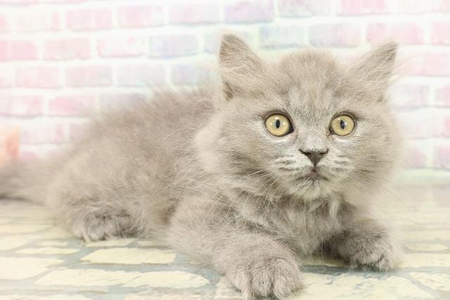 新潟県のブリティッシュロングヘアー (Coo&RIKU上越店/2025年10月5日生まれ/女の子/ブルー)の子猫の3枚目の画像