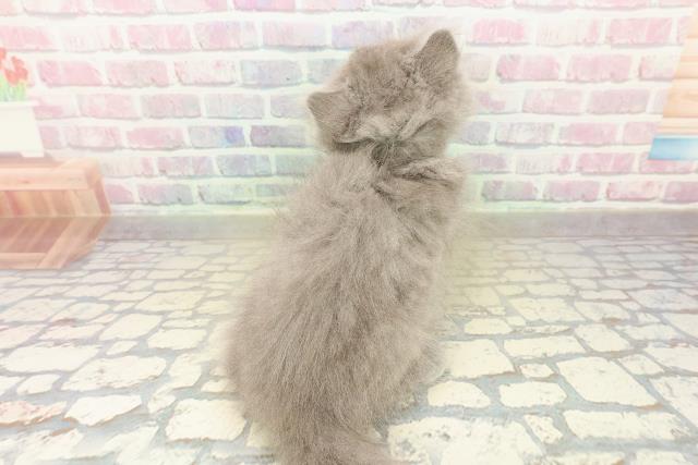 新潟県のブリティッシュロングヘアー (Coo&RIKU上越店/2025年10月5日生まれ/女の子/ブルー)の子猫の4枚目の画像