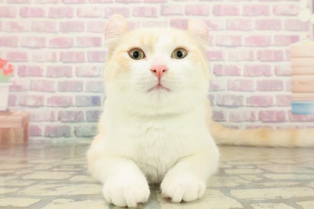 アメリカンカール