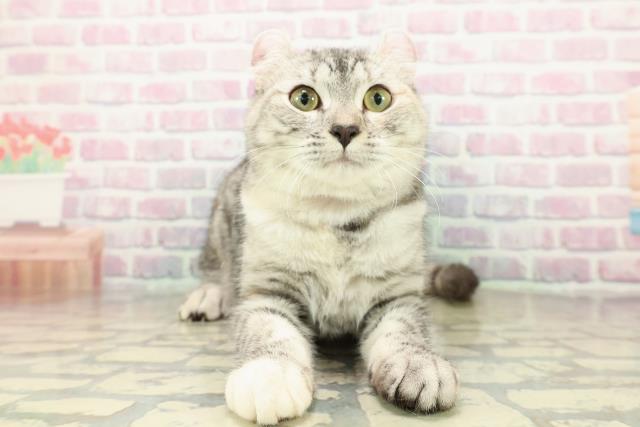 アメリカンカール