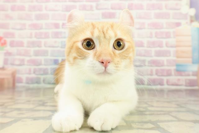 アメリカンカール