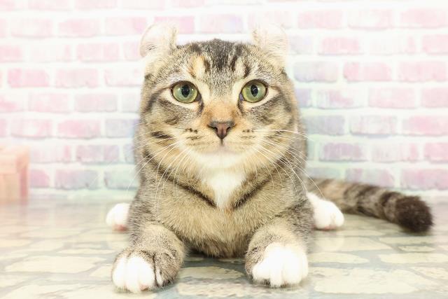 アメリカンカール