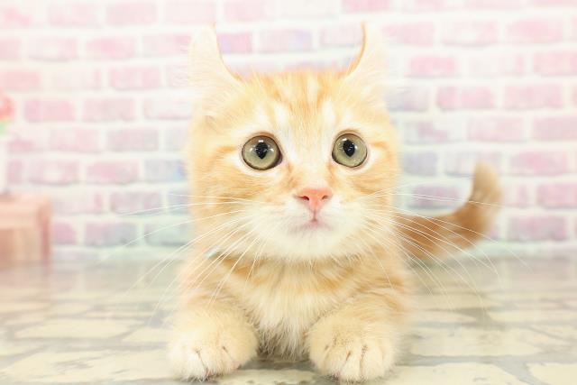 福島県のキンカロー (Coo&RIKU会津若松店/2025年9月27日生まれ/男の子/レッドタビー)の子猫の1枚目の画像