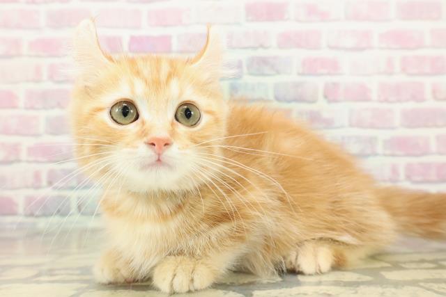 福島県のキンカロー (Coo&RIKU会津若松店/2025年9月27日生まれ/男の子/レッドタビー)の子猫の2枚目の画像