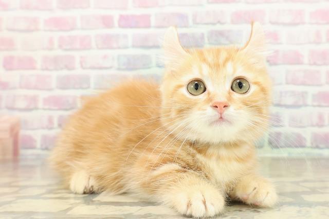 福島県のキンカロー (Coo&RIKU会津若松店/2025年9月27日生まれ/男の子/レッドタビー)の子猫の3枚目の画像