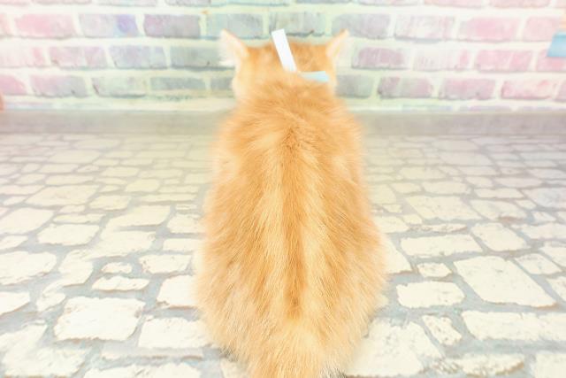 福島県のキンカロー (Coo&RIKU会津若松店/2025年9月27日生まれ/男の子/レッドタビー)の子猫の4枚目の画像