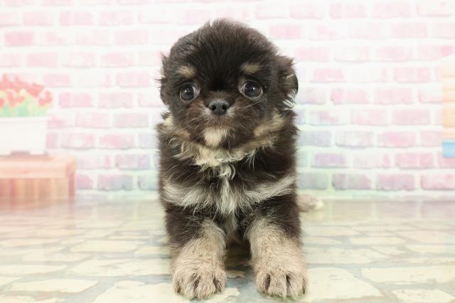 沖縄県のチワワ(ロング) (Coo&RIKUイーアス沖縄豊崎店/2025年10月23日生まれ/男の子/ブラックタン)の子犬の1枚目の画像