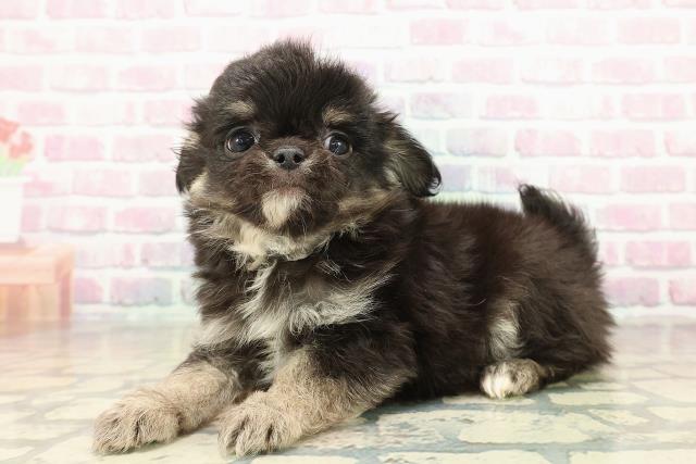 沖縄県のチワワ(ロング) (Coo&RIKUイーアス沖縄豊崎店/2025年10月23日生まれ/男の子/ブラックタン)の子犬の2枚目の画像