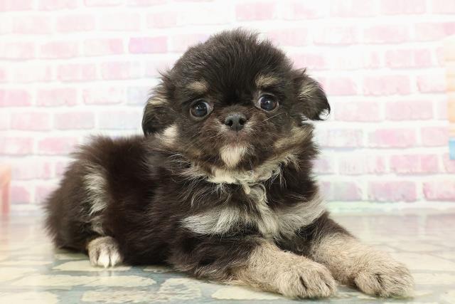 沖縄県のチワワ(ロング) (Coo&RIKUイーアス沖縄豊崎店/2025年10月23日生まれ/男の子/ブラックタン)の子犬の3枚目の画像