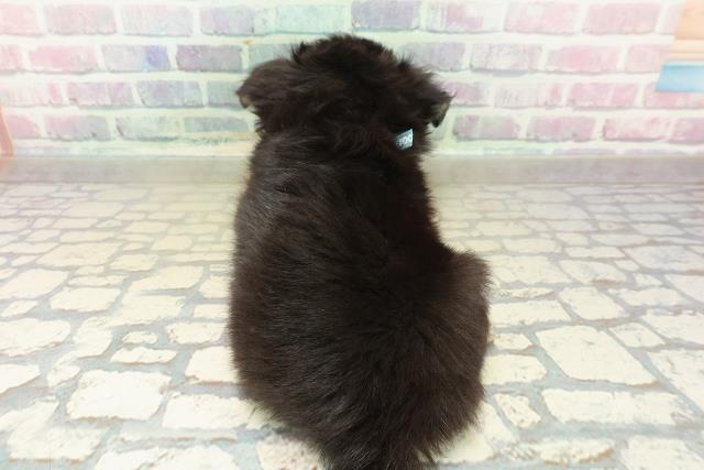 沖縄県のチワワ(ロング) (Coo&RIKUイーアス沖縄豊崎店/2025年10月23日生まれ/男の子/ブラックタン)の子犬の4枚目の画像